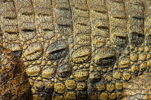 Preview: Up close and personal with a crocodile full frame background of crocodile