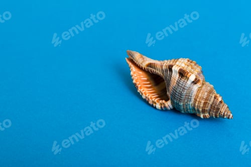 Preview: Beach seashells on colored background. Mock up with copy space