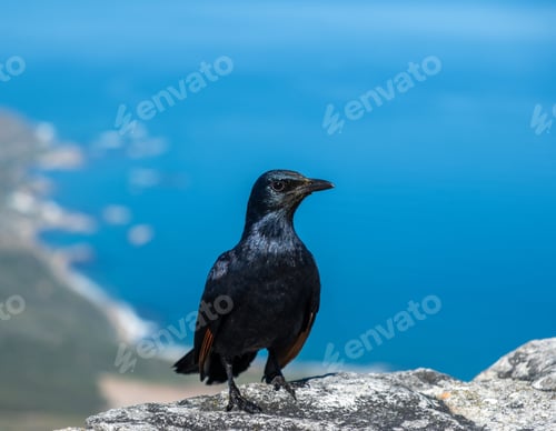 Preview: Red-winged Starling perched on a stone wall, blur ocean and coastline view from above, South Africa