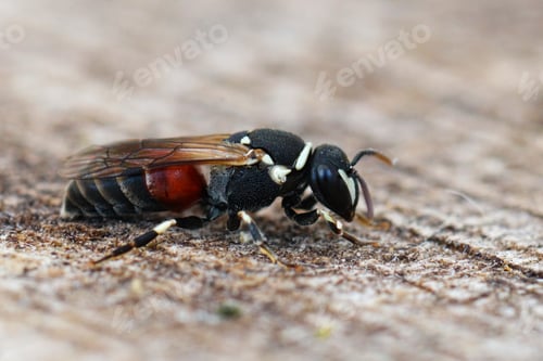 Preview: Closeup on a colorful mediteranean masked bee, Hylaeus meridionalis