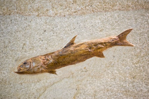 Preview: Fish fossil with skin