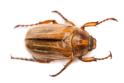 Preview: Summer chafer or European june beetle, Amphimallon solstitiale, in front of white background