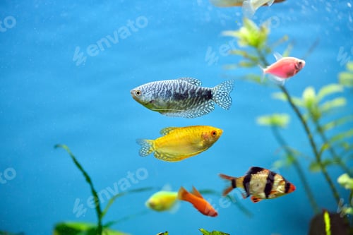 Preview: Colorful exotic fish swimming in deep blue water aquarium with green tropical plants