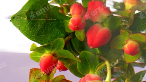 Preview: Beautiful branch with red hypericum berries being put underwater. Stock footage. Close up of green
