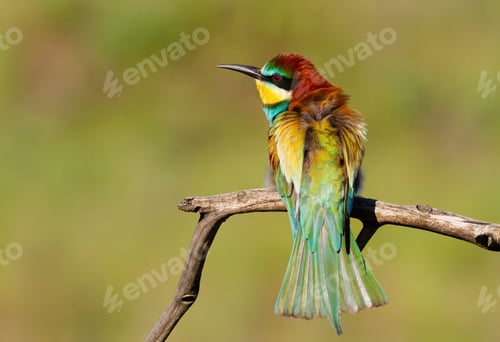Preview: European bee-eater, Merops apiaster. A bird basking in the morning sun on a branch