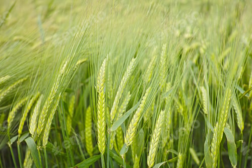Preview: Wholesome crops blowing in the breeze. Green wheat blowing in the wind - closeup.