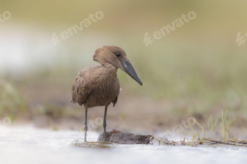 Preview: Hammerkop bird