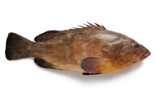 Preview: Single dusky grouper