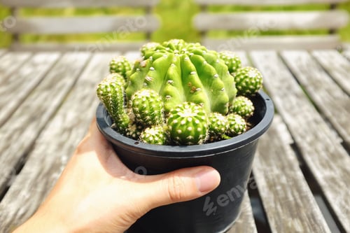 Preview: Hand holding a pot of cactus