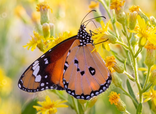 Preview: Sultan butterfly on plant ; Danaus chrysippus butterfly