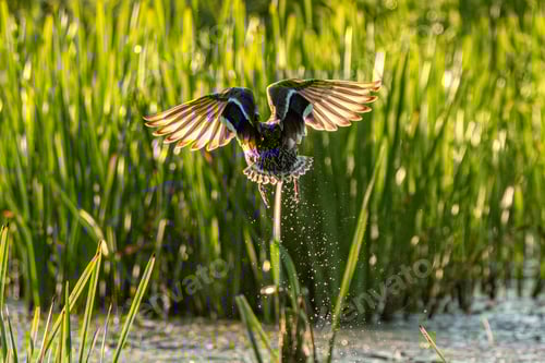 Preview: Female Mallard Begins Flight
