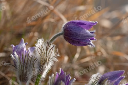 Preview: Beautiful macro image of a pulsatilla vulgaris nestled rugged rocks and lush grass