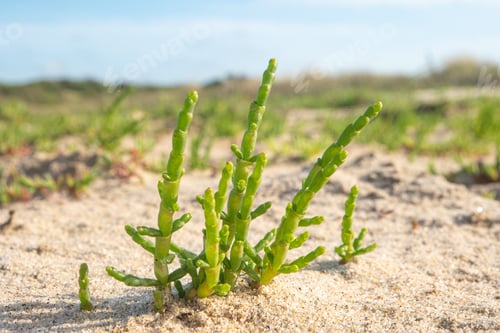 Preview: Green samphire or salicornia plants
