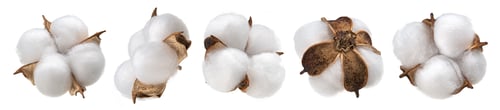 Preview: Cotton plant flower isolated on white background, collection