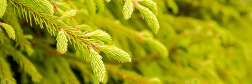 Preview: Fir branches with fresh shoots in spring. Young green shoots of spruce in the spring. Spruce