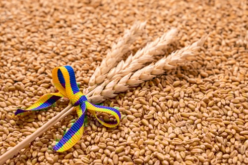 Preview: Bundle of wheat spikes with yellow and blue ribbon in colors of Ukrainian flag on grain pile