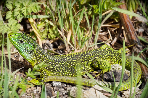 Preview: Vibrant sand lizard basking in the sun among grass and foliage, showcasing its intricate patterns