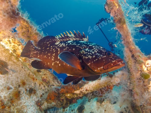 Preview: Impressive Mediterranean grouper from Zenobia ship wreck