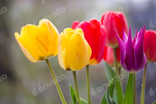 Preview: Nice multicolor tulips in the garden