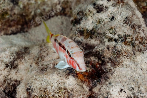 Preview: Mullet Exploring the Sandy Seabed of the Red Sea in Early Morning