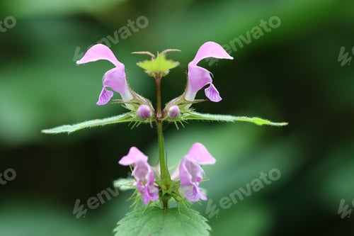 Preview: Blooming blind nettle