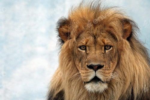 Preview: lion, wilderness, leo