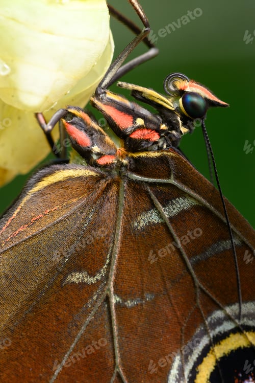 Preview: Close up of tropical Morpho butterfly coming out of chrysalis