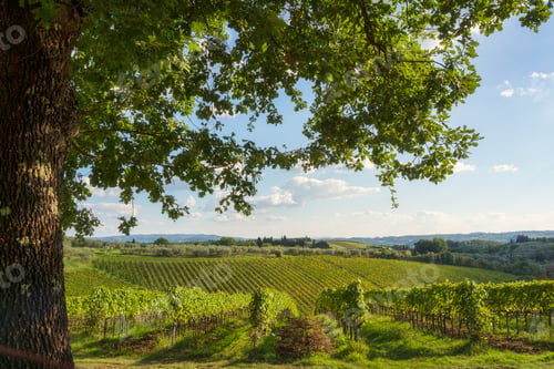 Preview: Oak Tree and Vineyards in Chianti Countryside, Montefiridolfi, Tuscany