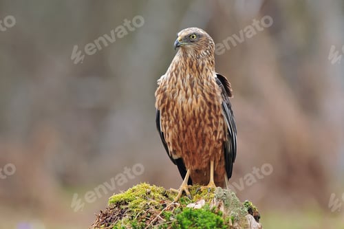 Preview: Western marsh harrier