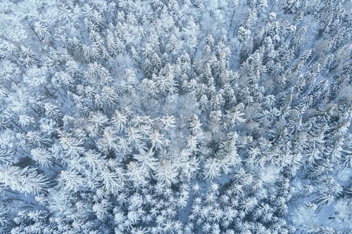 Preview: Beautiful winter forest with snowy trees, aerial view