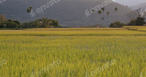 Preview: Beautiful fresh rice field