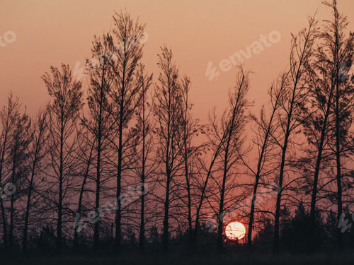 Preview: Sunset with the trees
