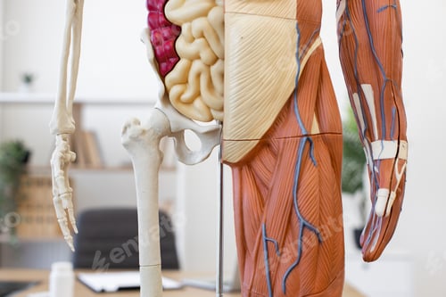 Preview: Human anatomy model showing bones, organs, muscles, and veins