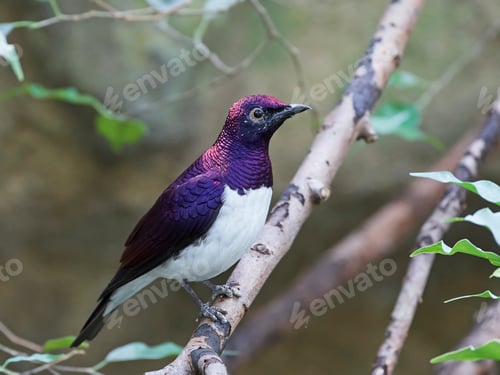 Preview: Violet-backed starling (Cinnyricinclus leucogaster)