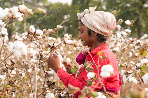 Preview: Indian woman harvesting cotton in a cotton field.