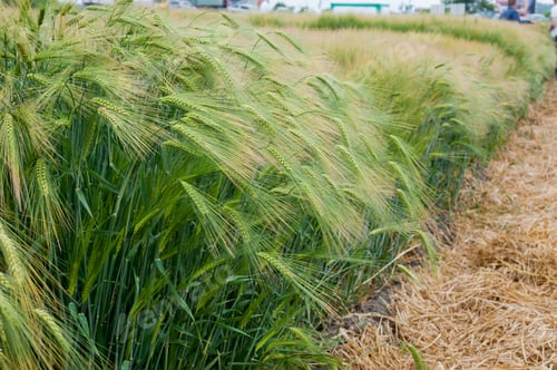 Preview: sectors demo plots of new varieties of winter barley