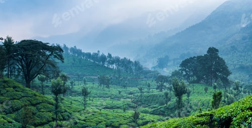 Preview: Misty tea plantations landscape near Munnar in the Western Ghats Mountains, Kerala, India