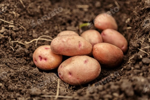 Preview: potato field vegetable with tubers in soil dirt surface background