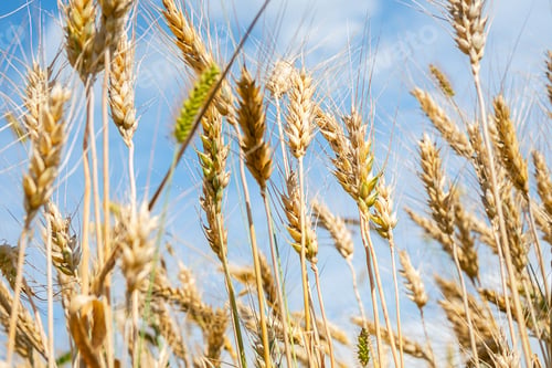 Preview: Close up of golden wheat ears against bright blue sky.