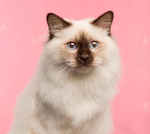 Preview: Close-up of a Birman cat on a pink background