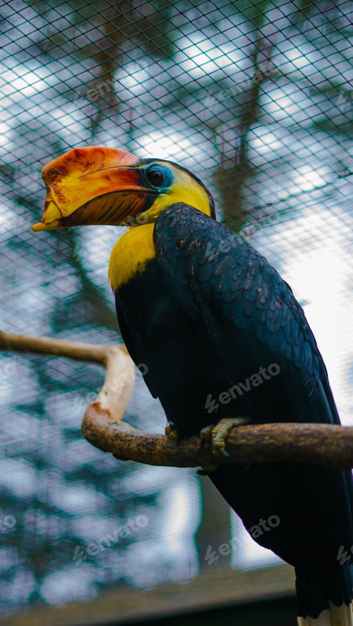 Preview: Colorful Great hornbill perched atop a wooden branch, looking off into the distance