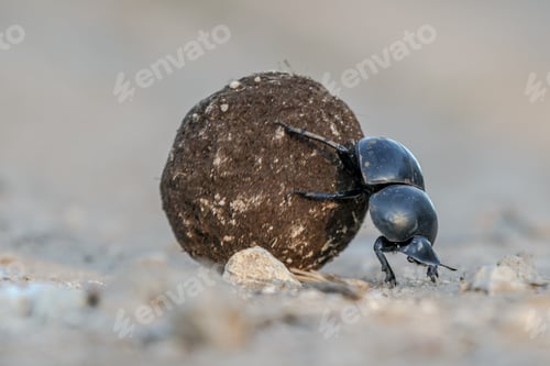 Dung Beetle Rolling a Dung Ball on Sand