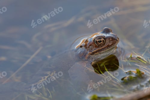 Preview: European common frog (Rana temporaria)