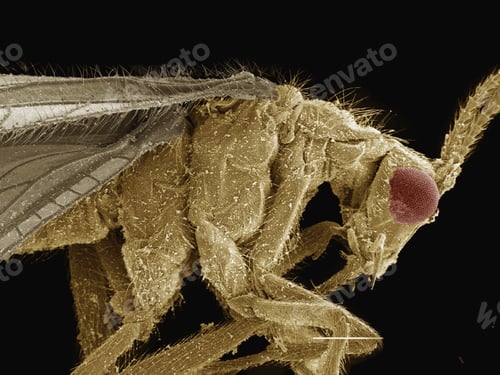 Preview: Coloured SEM of brown lacewing (Hemerobiidae)