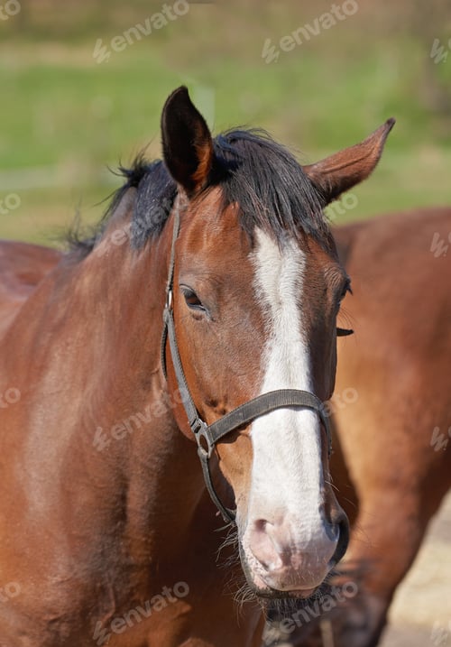 Preview: Beautiful horse - wonder of nature