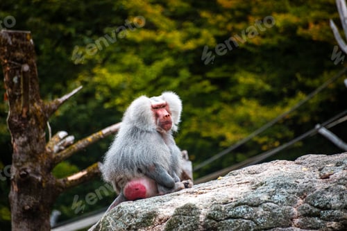 Preview: Baboon in zoo enclosure displaying social behavior and curiosity