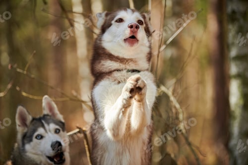 Preview: Siberian Husky dog standing on hind legs on autumn forest background, funny Husky dog portrait