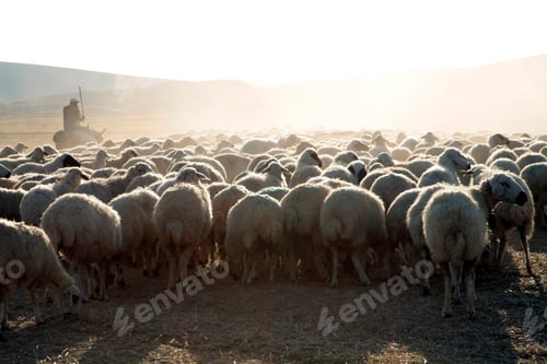 Preview: flock of sheep and shepherd