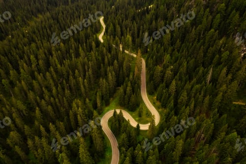 Preview: The road through the forest