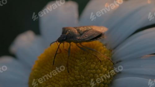 Preview: Close-up of beetle on daisy. Creative. Brown beetle moves on chamomile in rays of setting sun